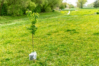 How To Identify Many Trees