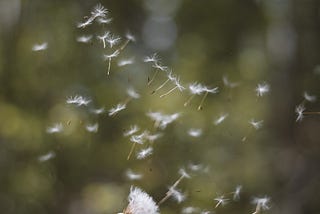 Dandelion Dreams