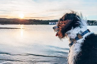 How to Create a Safe and Fun Environment for Your Dog at the Beach
