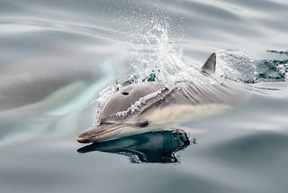 Scottish Researchers Detect Signs of Alzheimer’s Disease In Wild Dolphins