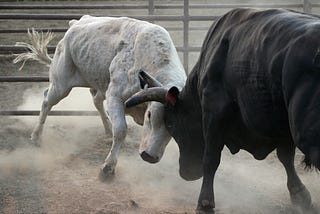 Two bulls charging each other, to represent the relentless bull run for the S&P 500 in 2021.