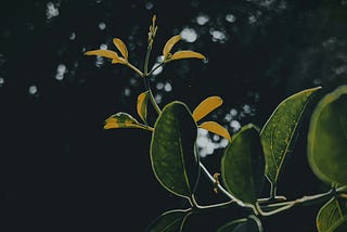 Khidmah atau Eksploitasi