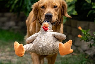 My Dog Stole My Perfectly Roasted Chicken From The Countertop