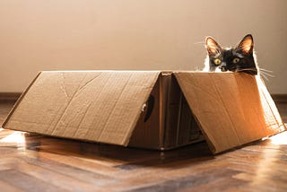 A cat peering out of a cardboard box in a sunlit room