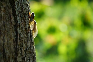 Stock Markets and Bugs!