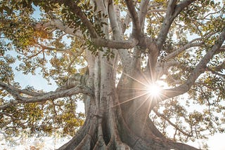 Roots on Strike