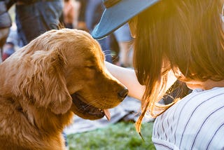 Canine Body Language