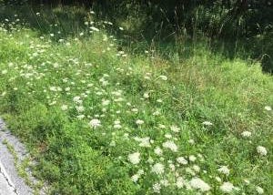 Wildflowers in Vermont