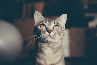 Six Things Your Cat Wants You to Know