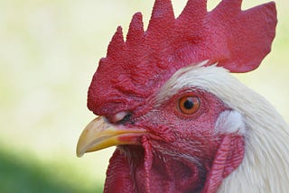 Calling All Writers, Artists, and Chickens