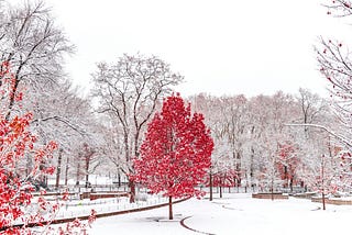 Snow Garden