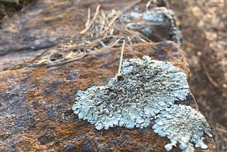Next Time You Go Hikin’ Look For A Lichen