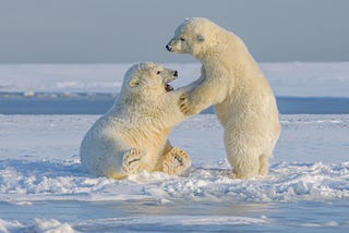 Melting Arctic Sea Ice: A Serious Threat to the Existence of Polar Bears