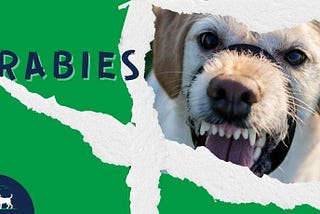 Rabies in Dogs: Fatal, But Preventable