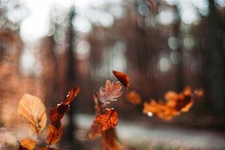 Leaves drifting on the wind in a woodland