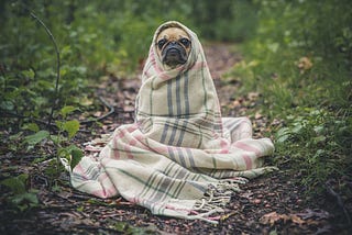 A brown pug dog wrapped in a blanket sits on a forest path.