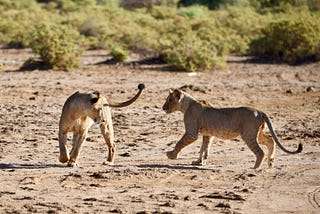 Working with the Samburu community & Google Earth to protect Kenya’s lion habitats