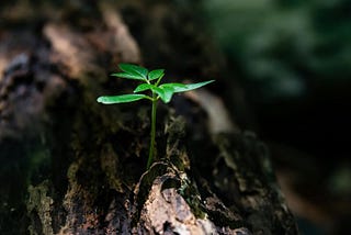 My thoughts* on ACIM Workbook Lesson 163, June 12, 2025, There is NO Death. The Son of God IS Free.