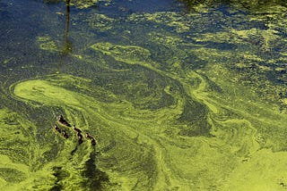 Antibiotics Threaten the Health of Aquatic Ecosystems and Contaminate our Global Water Supply