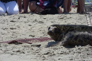 First, Let Me ‘Not’ Take a Selfie: Saving Marine Wildlife from Human Intervention