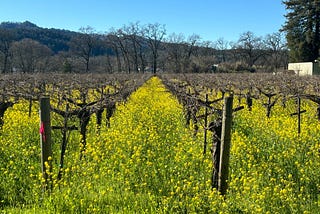 Napa Valley Mustard Season: Why it’s Great for Wine and Cycling