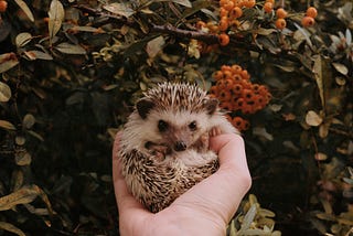 The Hedgehog’s Dilemma And Swallowing A Chainsaw