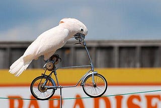 How to take your pet on a bike ride