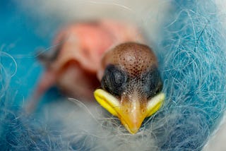 The Myth Surrounding Baby Songbirds