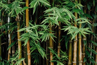 Bamboo forest
