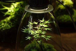 LED Grow Lights vs Fluorescent Grow Lights