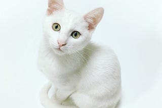 A cat called Cat