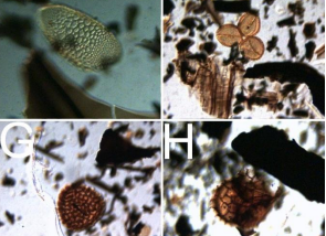 Proposal: relational micro-archaeology of pollen and seeds in erased cultural enclaves