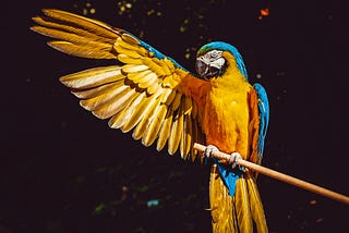 A parrot spreading its wing