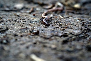 Worm crawling over dirt