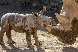 ‘Full Of Energy’: San Diego Zoo Welcomes Southern Male White Rhino