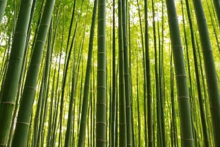 Bamboo-Sticks-1