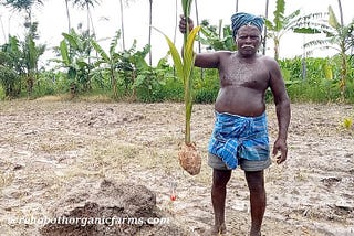 How to plant Coconut tree?