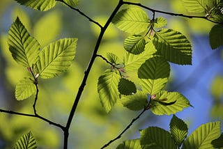 A beech tree with new green leaves