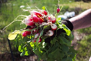 Grow radishes in containers just about anywhere — even indoors!