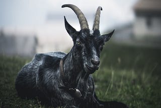 Creativity: Less, More and Billy the Goat