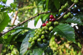 Image of Robusta Coffee plantation.