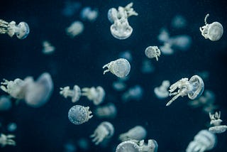 Multiple Jellyfish swimming in dark water