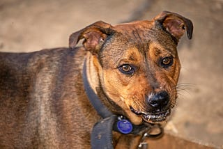 A dog frothing at the mouth