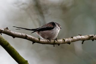 THE SWALLOW’S TREE