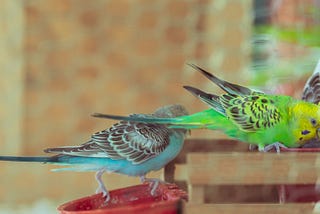 Why Is My Budgie Vomiting? Causes and Solutions