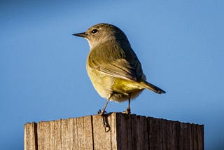 Songbird sitting on a fence post