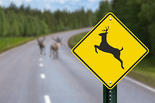What I Learned About Customer Service from Two Deer Accidents in Six Weeks