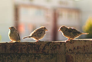 three early birds on a wall