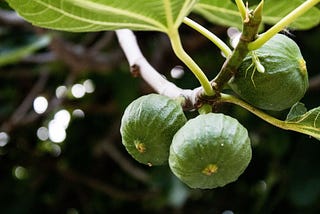 The Figs of Fellsgrove