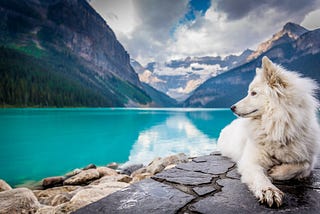 Coping with stress during the COVID-19 pandemic: What can Pavlov’s dogs teach us?